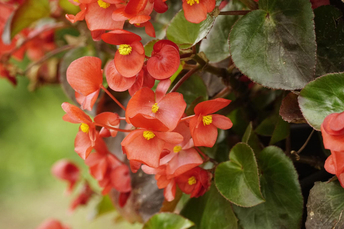 Begonia coccinea (Coral Begonia)