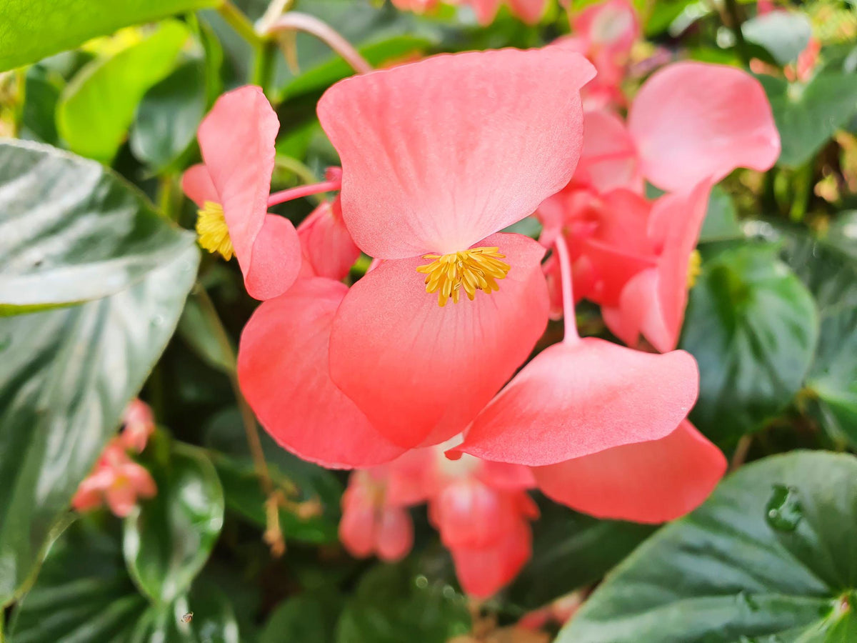 Begonia coccinea (Coral Begonia)