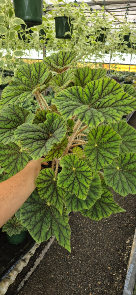 Begonia Incarnata (Felted Begonia)