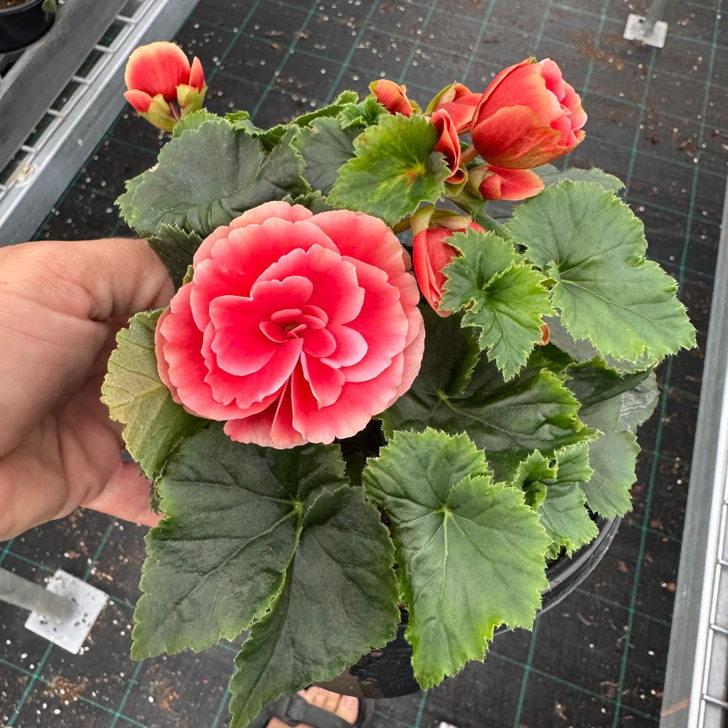 Begonia × hiemalis ‘Borias Bicolour Pink Rose’