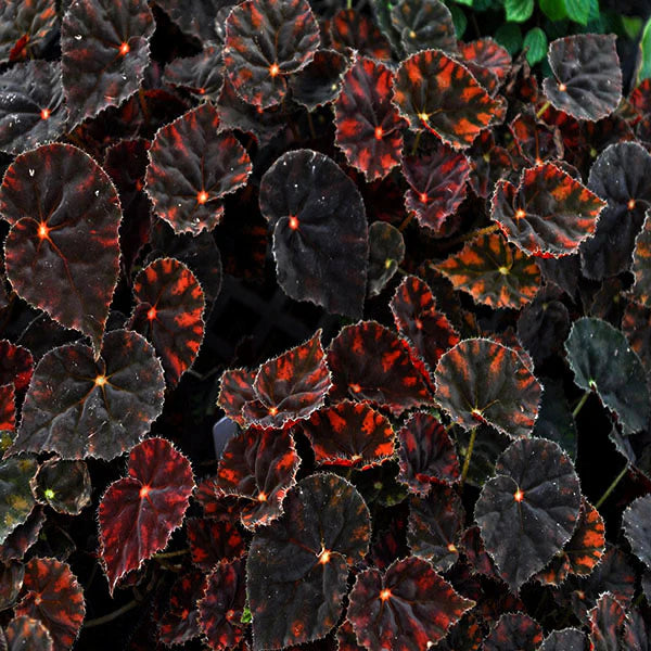 Begonia ‘Copper Sunset’ (Copper Sunset Begonia)