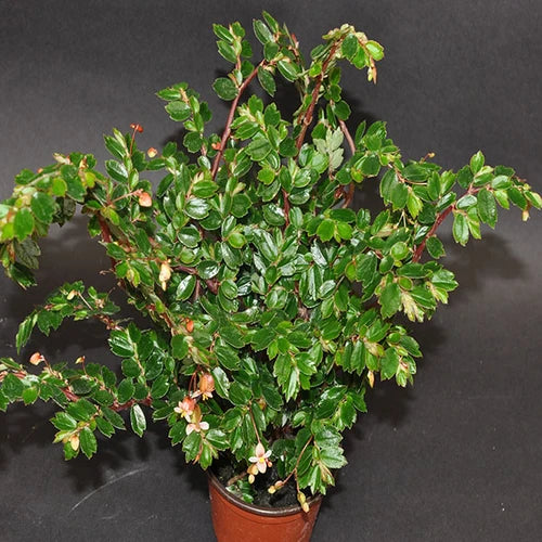 Begonia foliosa ‘Hanging Baskets’ – Fern Begonia