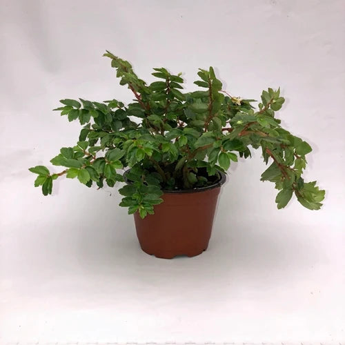 Begonia foliosa ‘Hanging Baskets’ – Fern Begonia