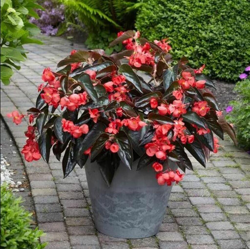 Begonia × Hybrida ‘Dragon Wing Bronze Leaf’ (Dragon Wing Begonia)