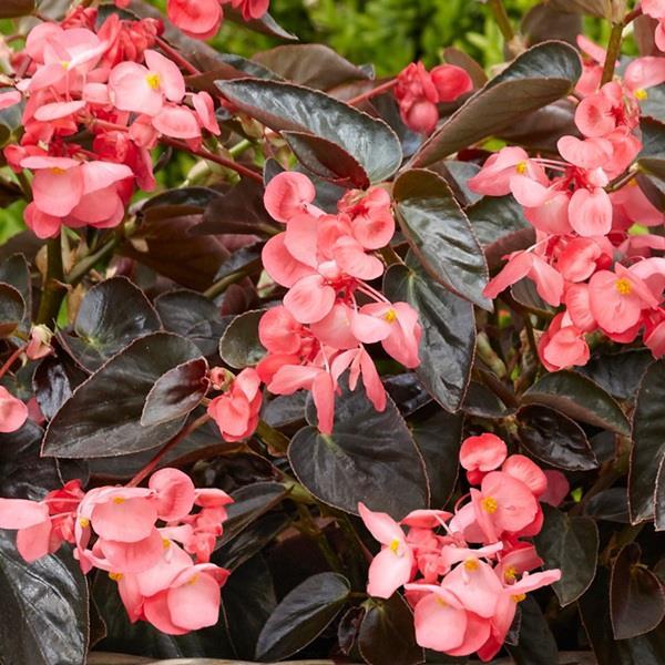 Begonia × Hybrida ‘Dragon Wing Bronze Leaf’ (Dragon Wing Begonia)