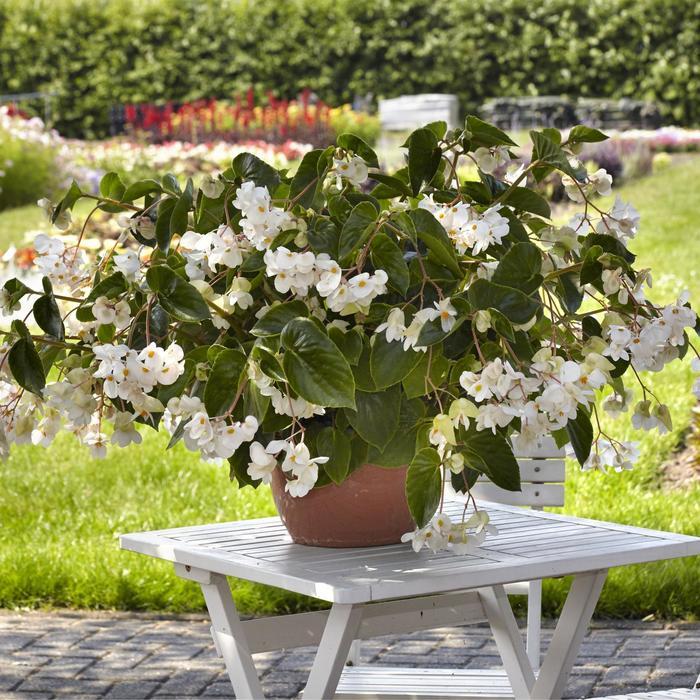 Begonia × Hybrida ‘Dragon Wing White’ (Dragon Wing White Begonia)
