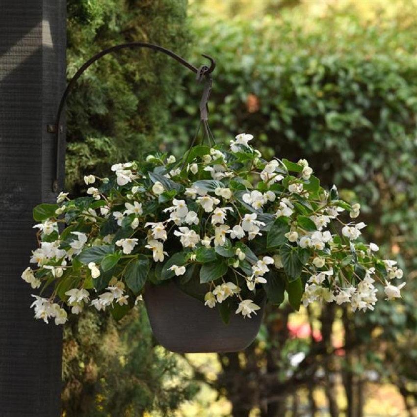 Begonia × Hybrida ‘Dragon Wing White’ (Dragon Wing White Begonia)