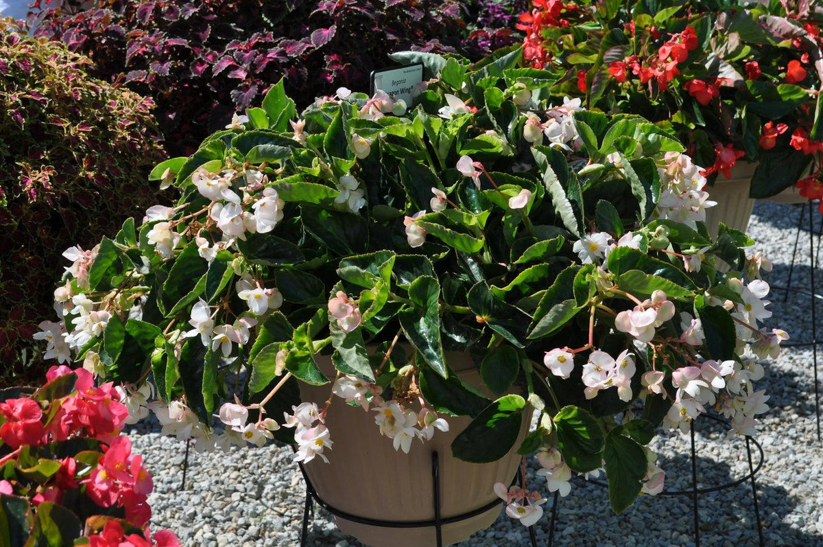 Begonia × Hybrida ‘Dragon Wing White’ (Dragon Wing White Begonia)
