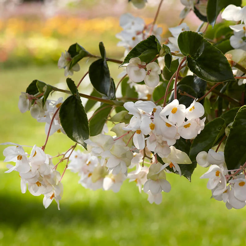 Begonia × Hybrida ‘Dragon Wing White’ (Dragon Wing White Begonia)
