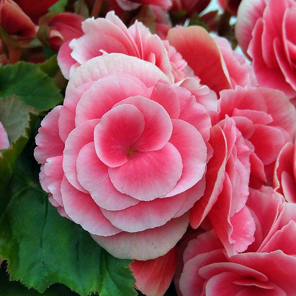 Begonia × hiemalis ‘Borias Bicolour Pink Rose’