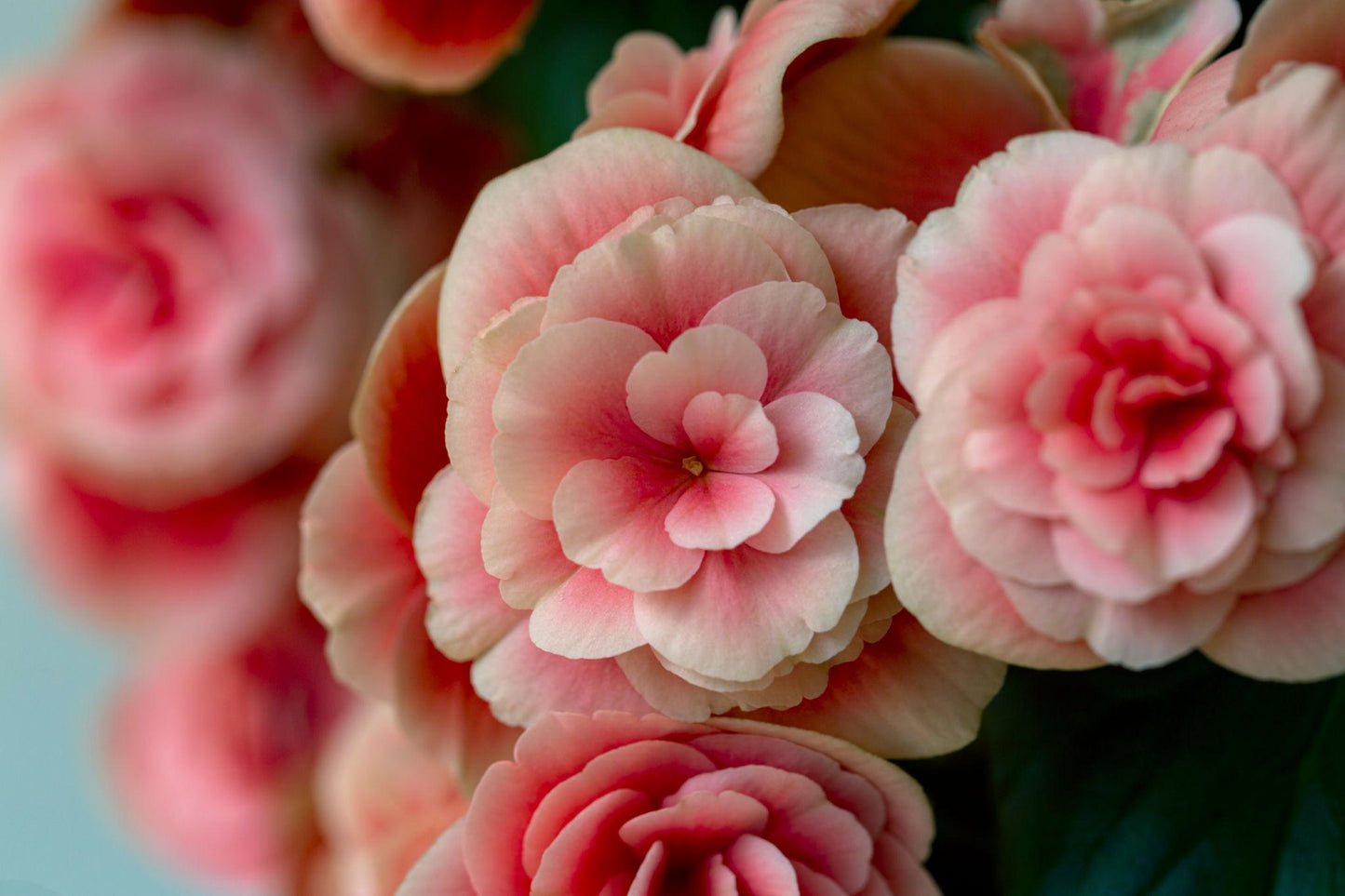 Begonia × hiemalis ‘Borias Bicolour Pink Rose’
