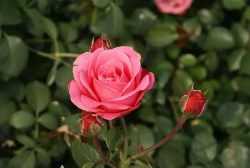 Rosa 'Bella Rose' (Bella Rose Standard Rose)