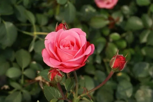 Rosa 'Bella Rose' (Bella Rose Standard Rose)