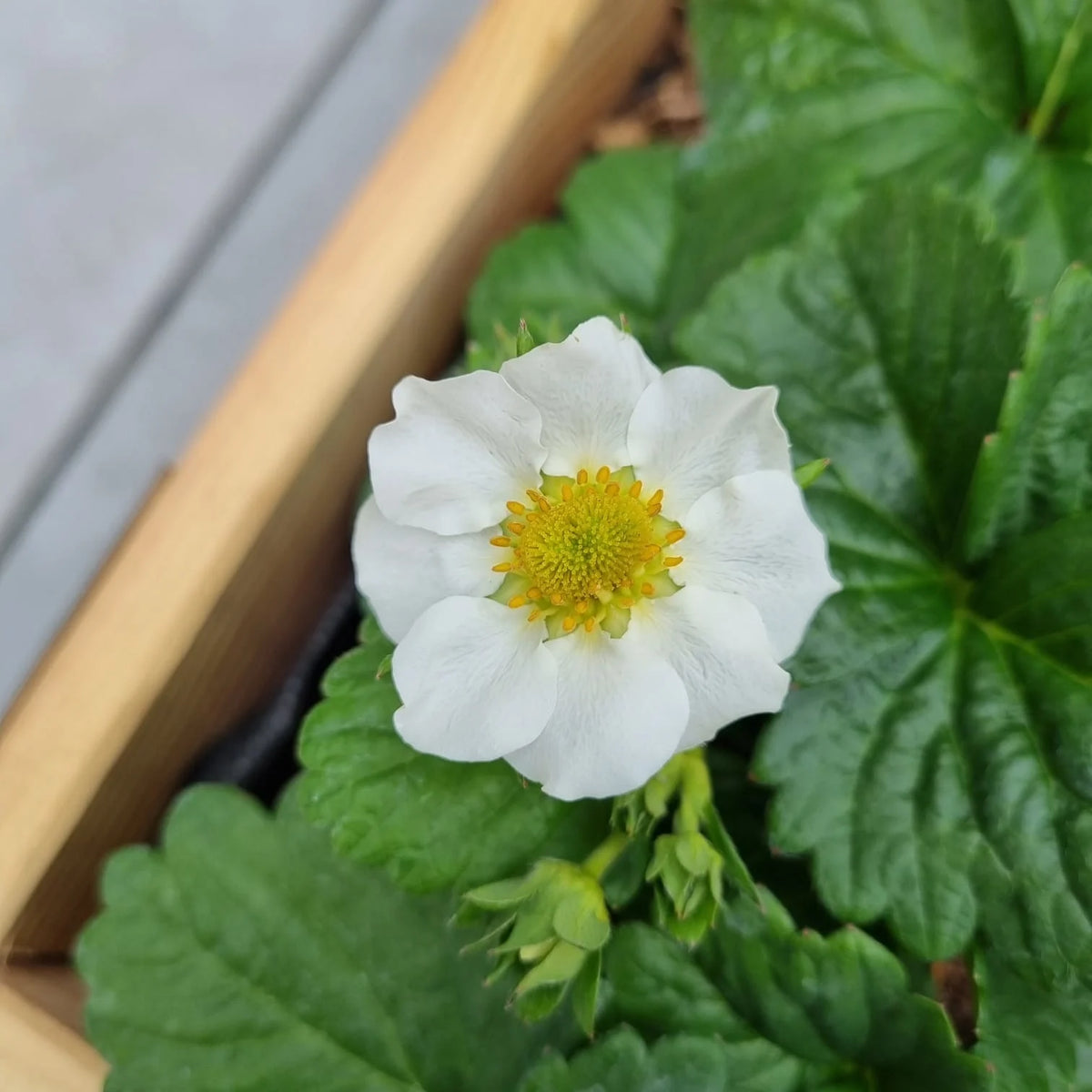 Fragaria × ananassa ‘Beltran’ (Beltran Strawberry)