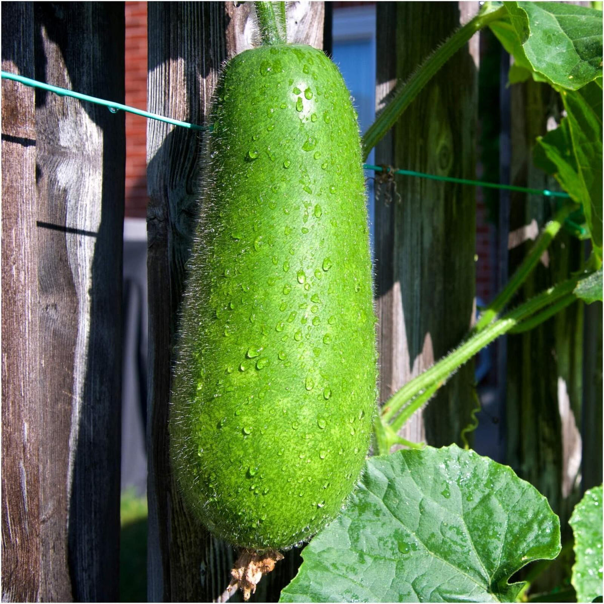 Benincasa Hispida (Hairy Melon)