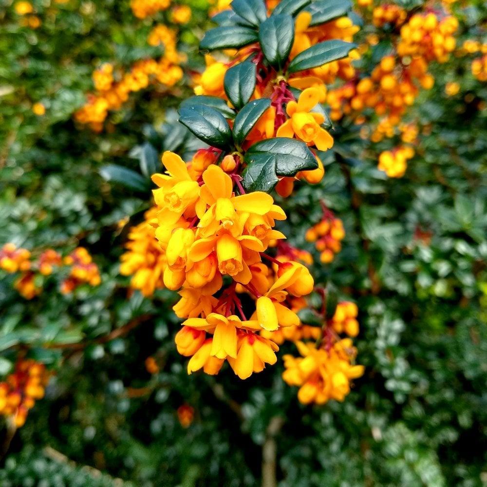 Berberis Darwinii (Darwin’s Barberry)