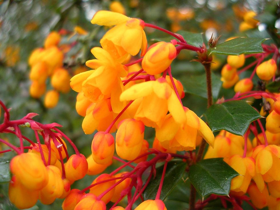 Berberis Darwinii (Darwin’s Barberry)