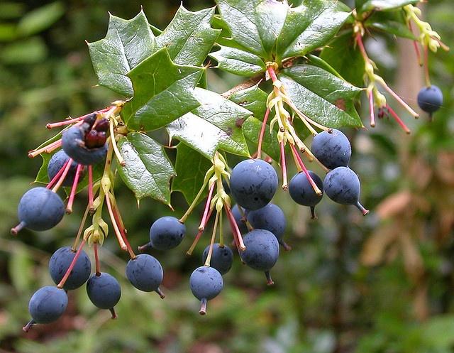 Berberis Darwinii (Darwin’s Barberry)