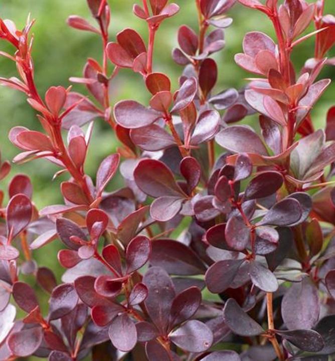 Berberis Thunbergii Atropurpurea ‘Darts Red Lady’ (Japanese Barberry)