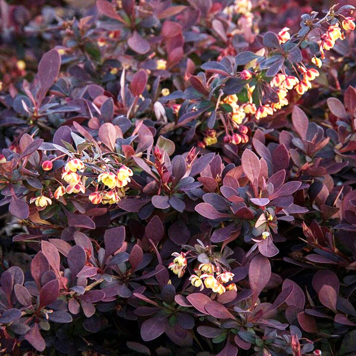 Berberis Thunbergii Atropurpurea ‘Darts Red Lady’ (Japanese Barberry)