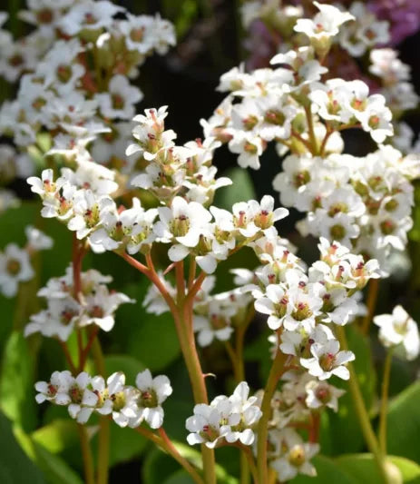 Bergenia Bressingham White (Bergenia crassifolia)