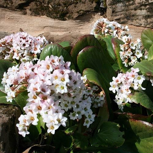 Bergenia Bressingham White (Bergenia crassifolia)
