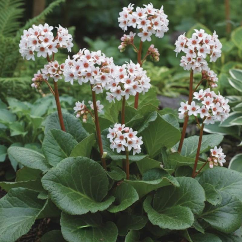 Bergenia ‘Bressingham White’ (Bressingham White Elephant’s Ears)