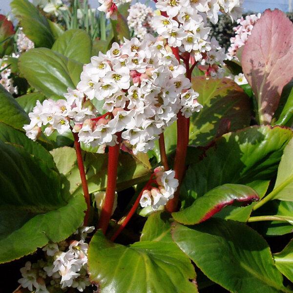 Bergenia ‘Bressingham White’ (Bressingham White Elephant’s Ears)