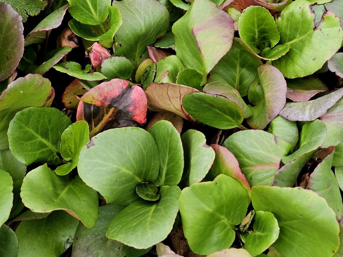 Bergenia ‘Bressingham White’ (Bressingham White Elephant’s Ears)