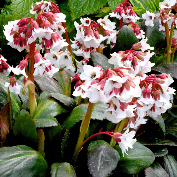 Bergenia Cordifolia ‘Fire and Ice’ (Fire and Ice Bergenia)