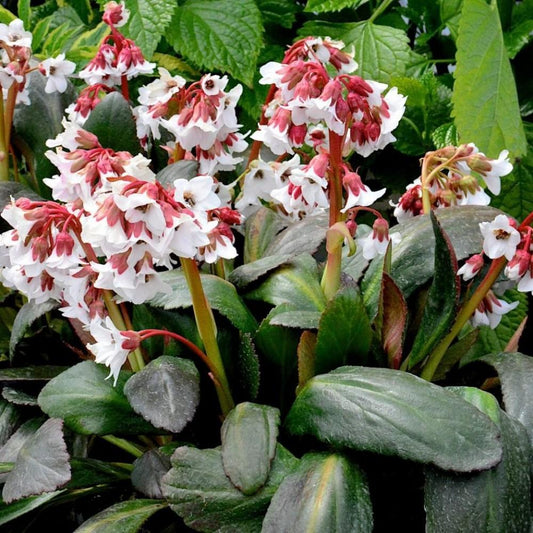 Bergenia Cordifolia ‘Fire and Ice’ (Fire and Ice Bergenia)