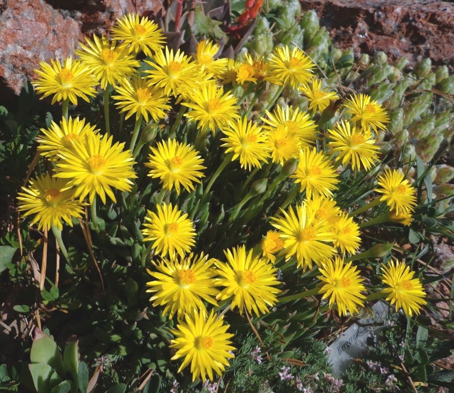 Mesembryanthemum spp. Yellow (Yellow Pig Face)
