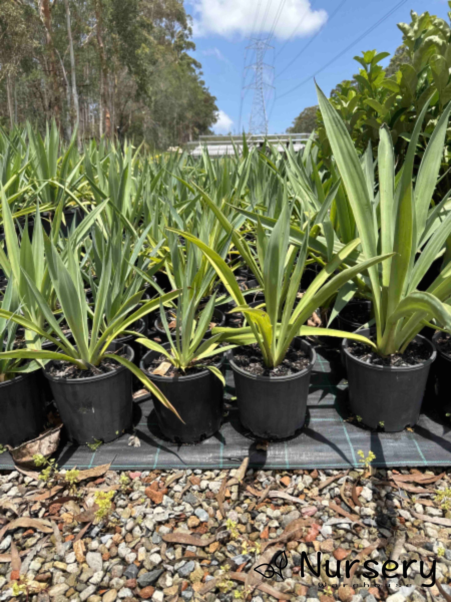Beschorneria Yuccoides (Mexican Lily)