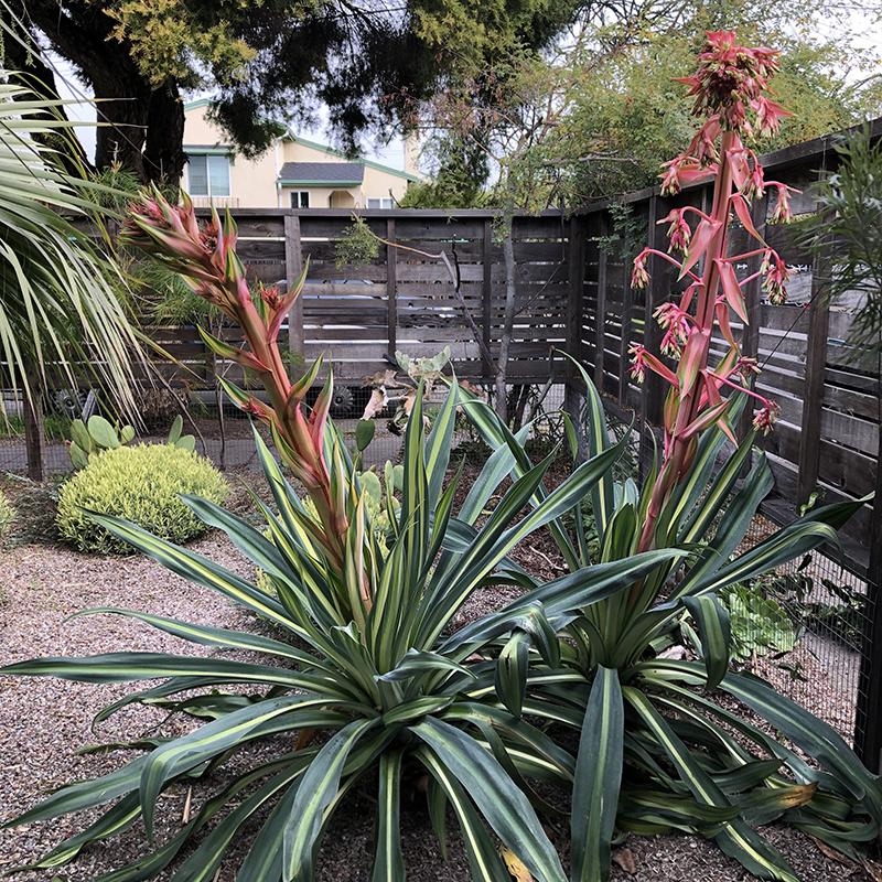 Beschorneria Yuccoides ‘Flamingo Glow’ (Flamingo Glow Mexican Lily)