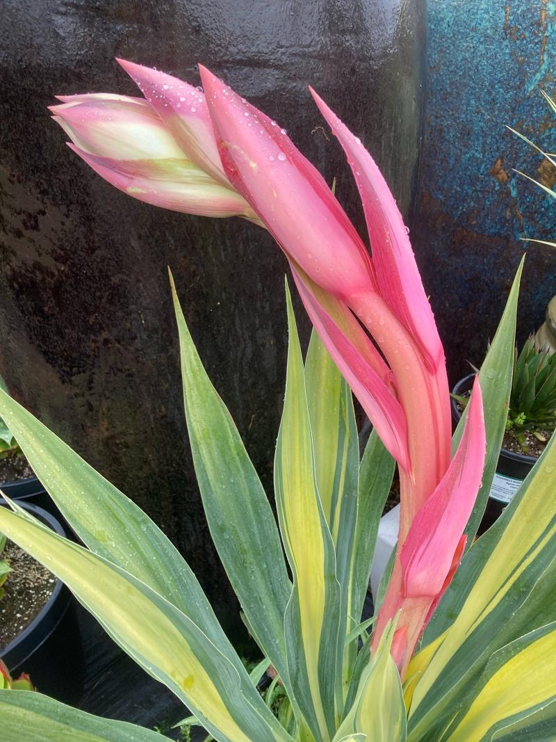 Beschorneria Yuccoides ‘Flamingo Glow’ (Flamingo Glow Mexican Lily)