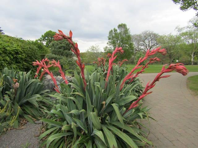 Beschorneria Yuccoides ‘Flamingo Glow’ (Flamingo Glow Mexican Lily)
