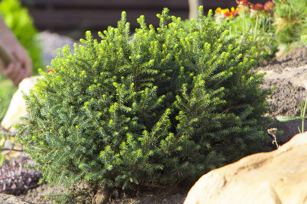 Pinus mugo ‘Alpine Globe’ – Dwarf Mountain Pine