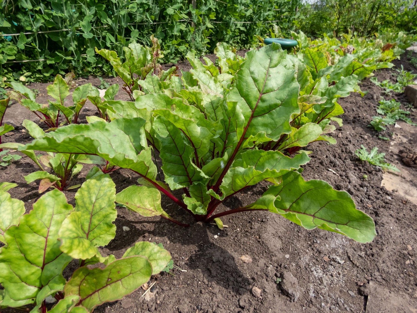 Beta Vulgaris (Baby Beetroot)