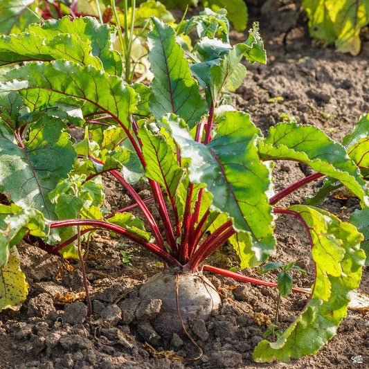 Beta Vulgaris ‘Bull’s Blood’ (Beetroot)