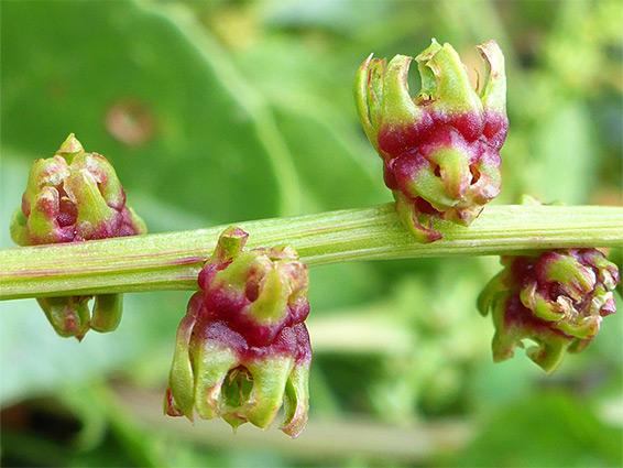 Beta Vulgaris ‘Bull’s Blood’ (Beetroot)