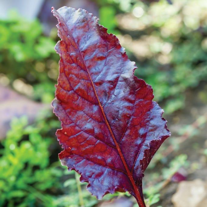 Beta Vulgaris ‘Bull’s Blood’ (Beetroot)