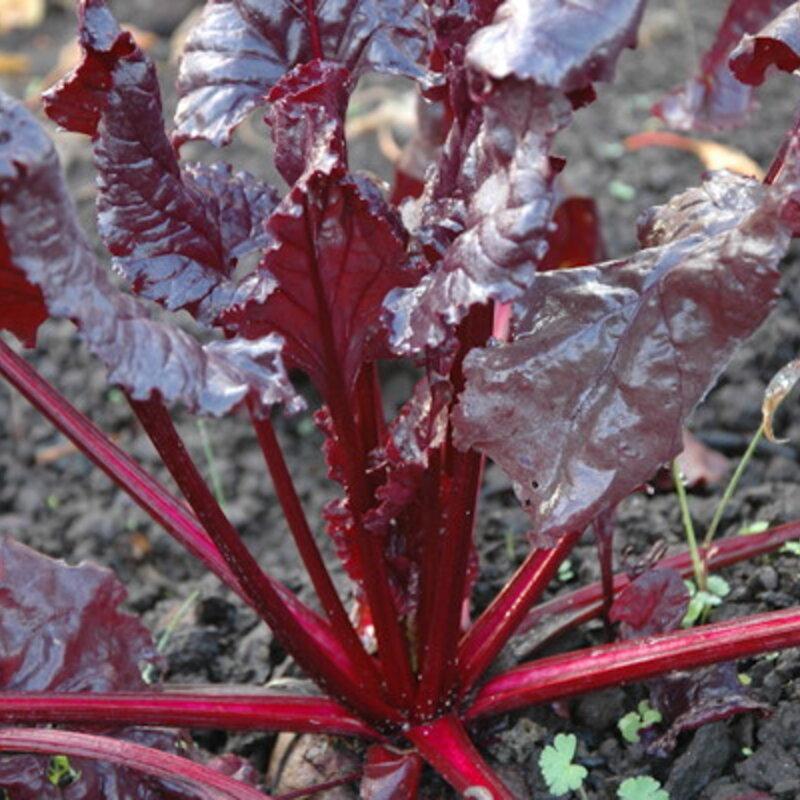 Beta Vulgaris ‘Bull’s Blood’ (Beetroot)