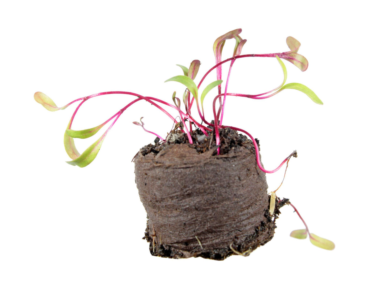 Beta Vulgaris ‘Bull’s Blood’ (Beetroot)