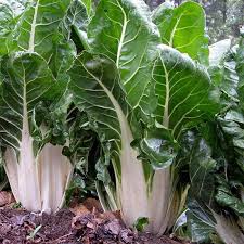 Beta Vulgaris (Fordhook Giant Silverbeet)