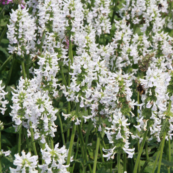 Stachys Officinalis 'Summer Snowcone' (Betony)