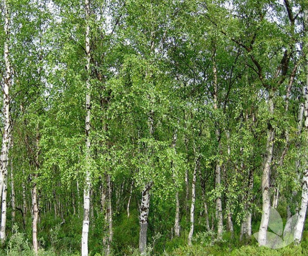 Betula Pendula Alba Copse (Silver Birch)