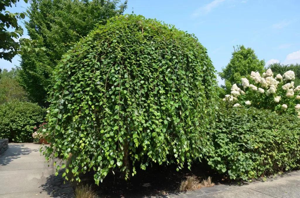 Betula Nigra ‘Summer Cascade’ (Weeping River Birch)