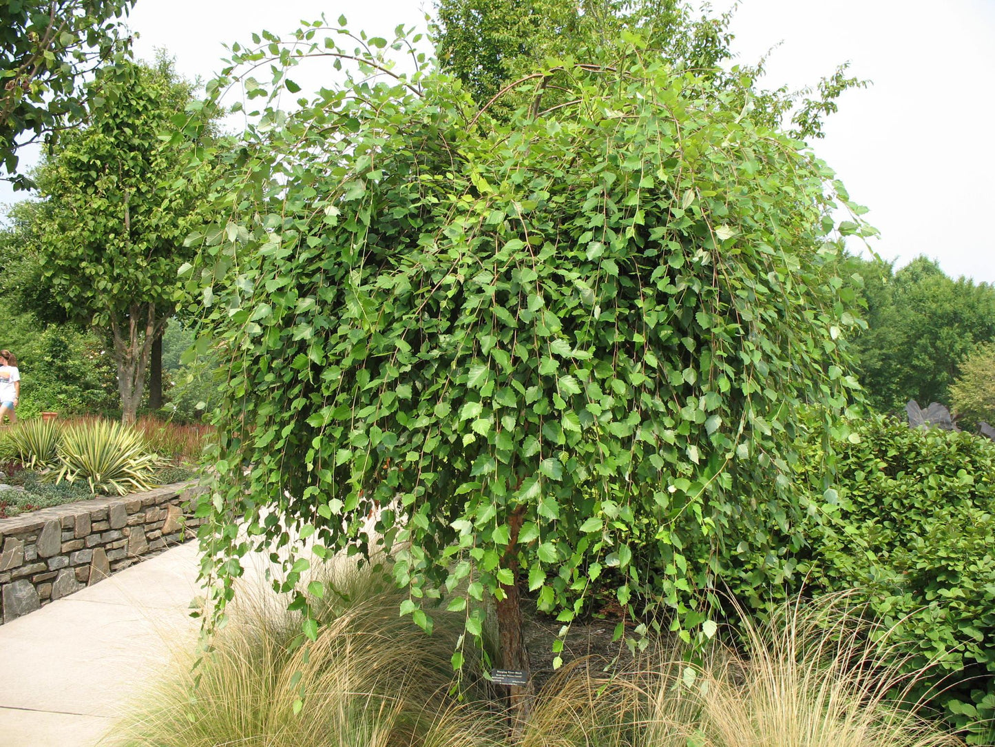 Betula Nigra ‘Summer Cascade’ (Weeping River Birch)