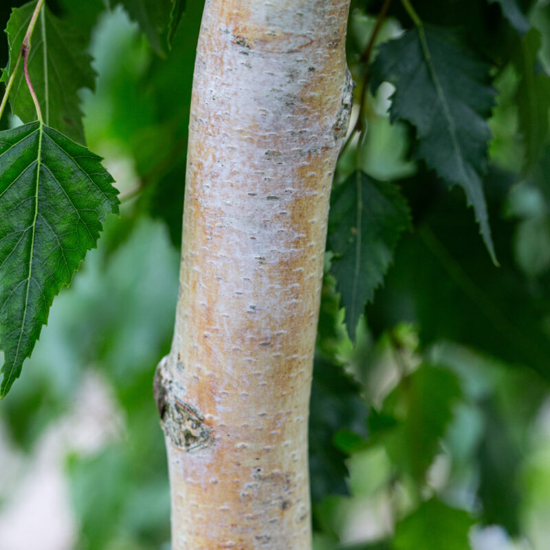 Betula Nigra ‘Summer Cascade’ (Weeping River Birch)