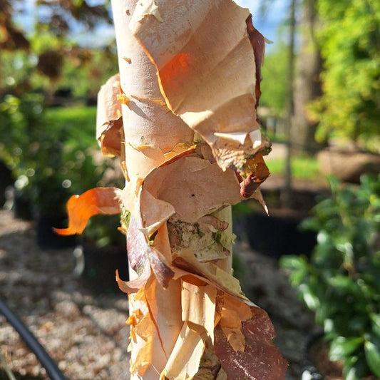 Betula Nigra ‘Summer Cascade’ (Weeping River Birch)